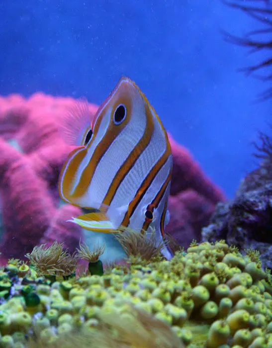 Delicate Beauty Aquariums Picture 2