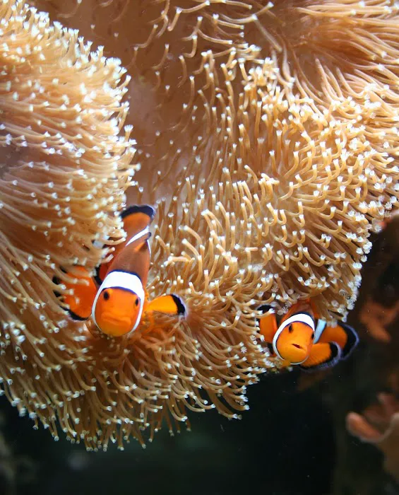 Delicate Beauty Aquariums Picture 10