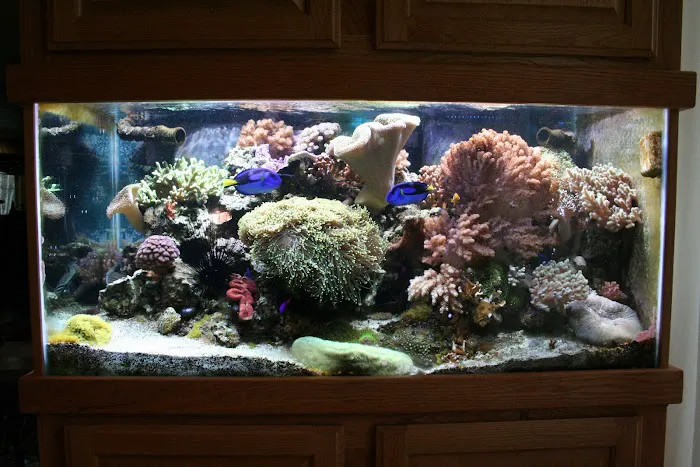 Delicate Beauty Aquariums Picture 7