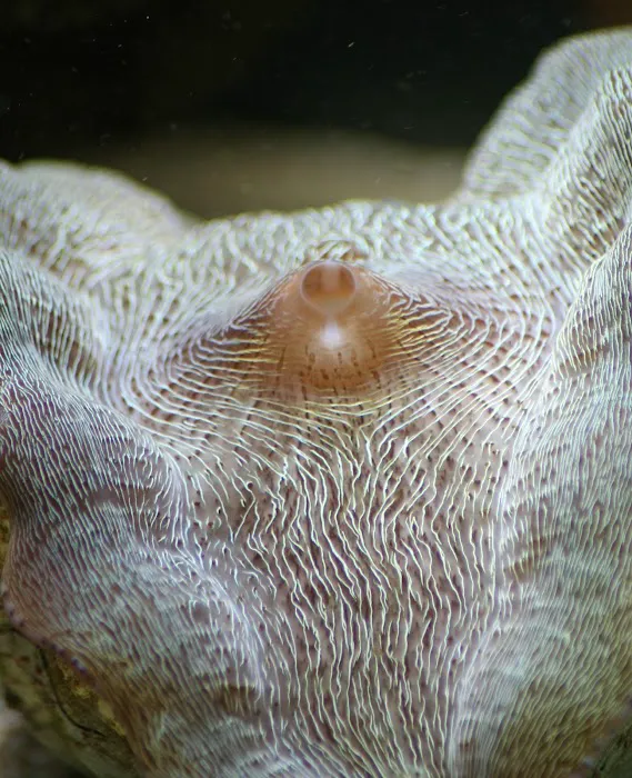 Delicate Beauty Aquariums Picture 8