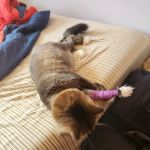 Fenton River North Veterinary Clinic