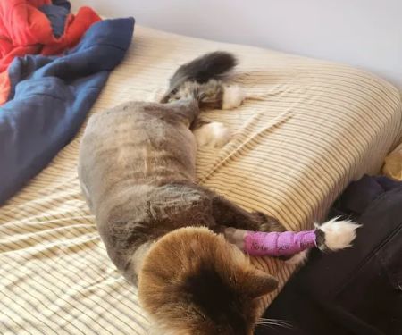 Fenton River North Veterinary Clinic
