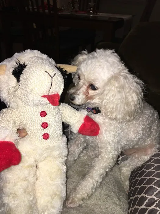 Companion Animal Dental Services Picture 1