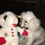 Companion Animal Dental Services