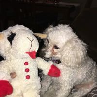 Companion Animal Dental Services ico