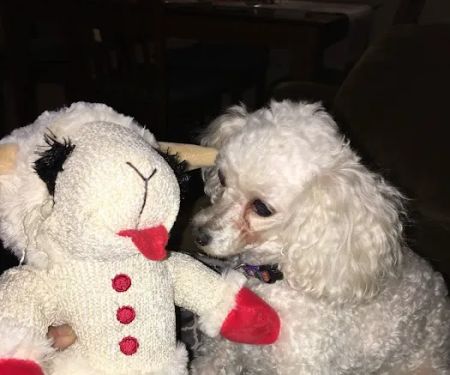 Companion Animal Dental Services