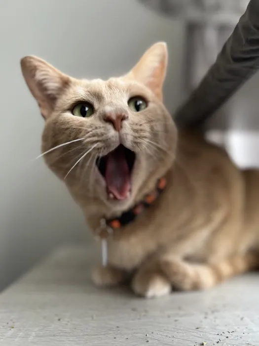 Companion Animal Dental Services Picture 4