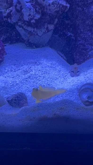 Reefkoi Corals LLC Picture 2