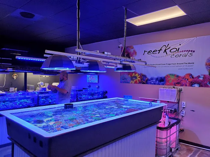 Reefkoi Corals LLC Picture 5