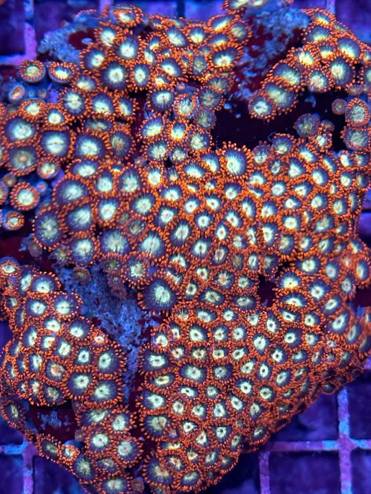 Reefkoi Corals LLC Picture 8