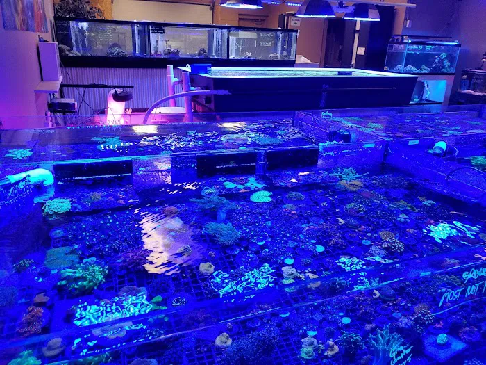 Reefkoi Corals LLC Picture 7
