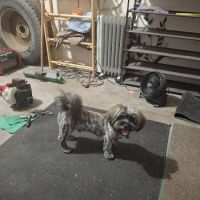 Petco ico