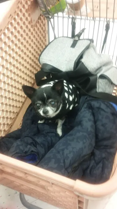 Petco Picture 7
