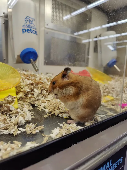 Petco Picture 8