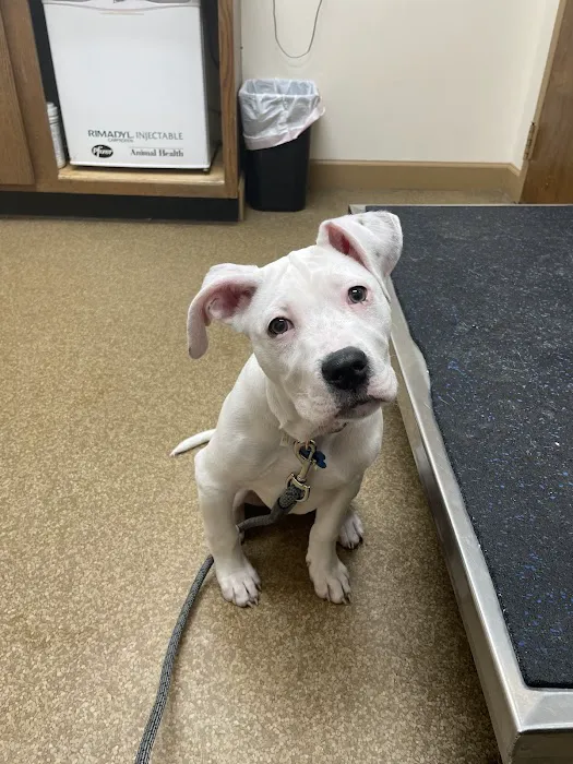 Brooklyn Veterinary Hospital Picture 5
