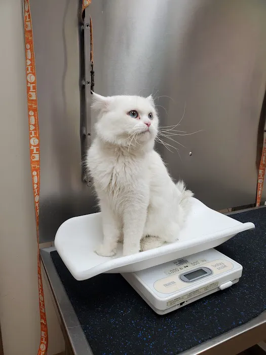Brooklyn Veterinary Hospital Picture 3