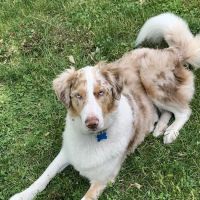 Brooklyn Veterinary Hospital ico
