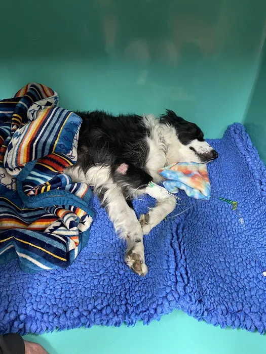 Brooklyn Veterinary Hospital Picture 9