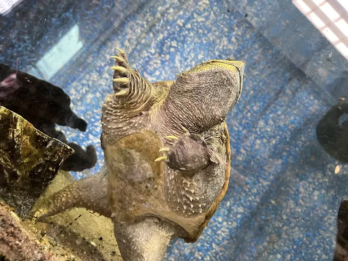 Reptiles Picture 5
