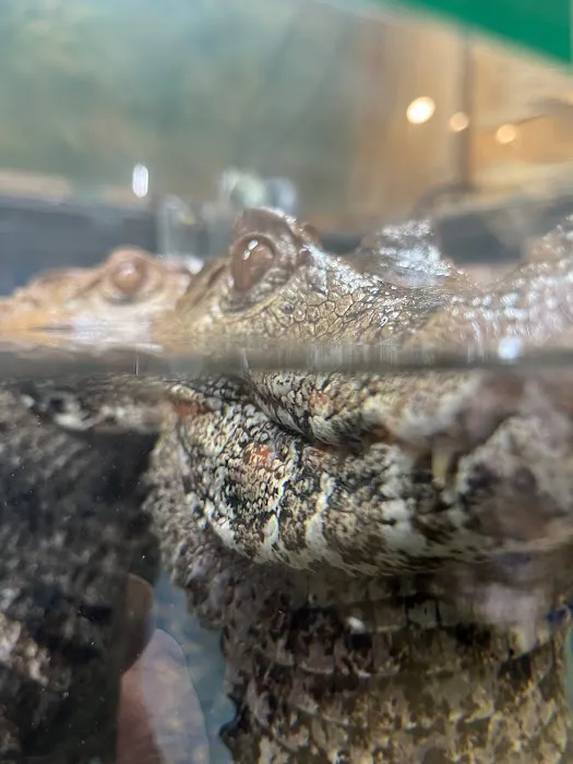 Reptiles Picture 1