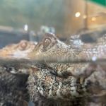 Reptiles
