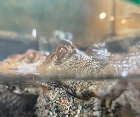 Reptiles