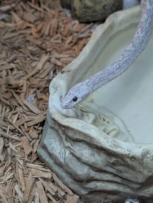 Reptiles Picture 2