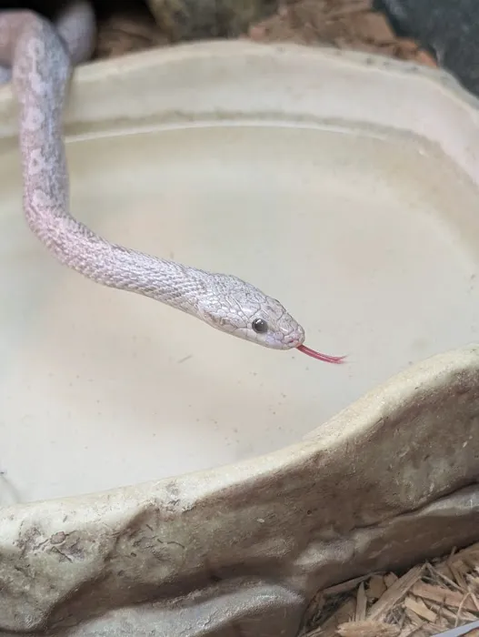 Reptiles Picture 7
