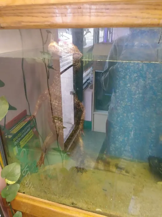 Reptiles Picture 10