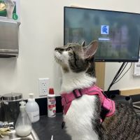 Banfield Pet Hospital ico