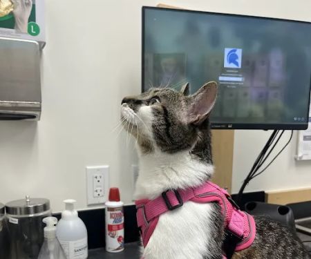 Banfield Pet Hospital
