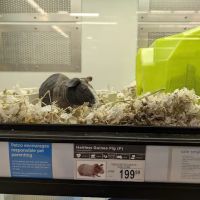 Petco ico
