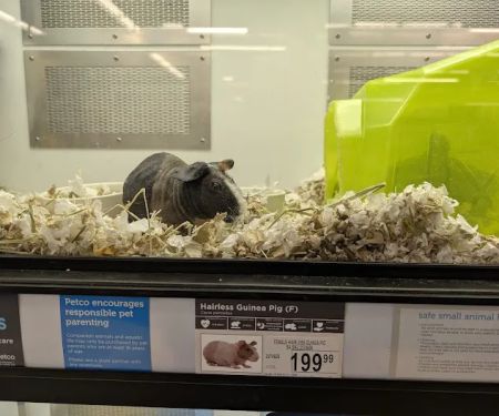 Petco