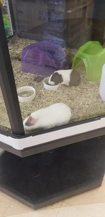 Petco Picture 7