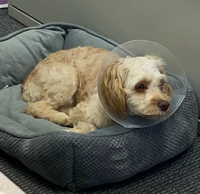 POA Spay Picture 2