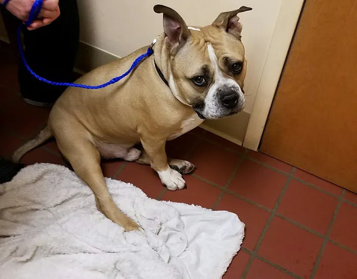 Beaver Brook Animal Hospital Picture 3