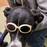 Beaver Brook Animal Hospital ico