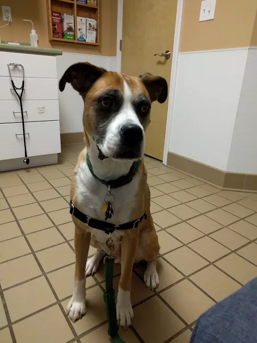 Double A Veterinary Hospital Picture 10