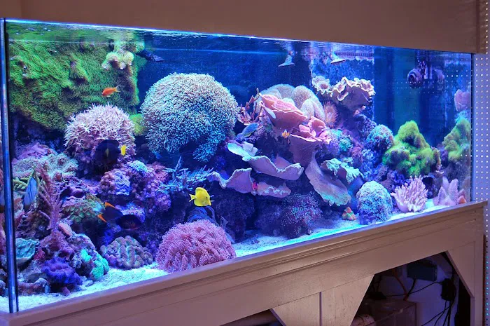 Blue Reef Aquatics Picture 1