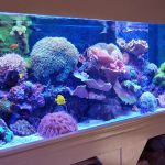 Blue Reef Aquatics