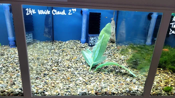 Blue Reef Aquatics Picture 5