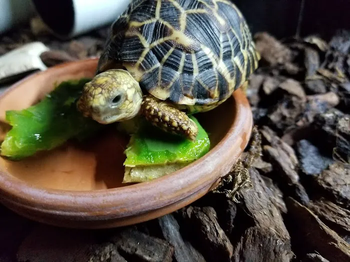 TortoiseSupply.com Picture 5