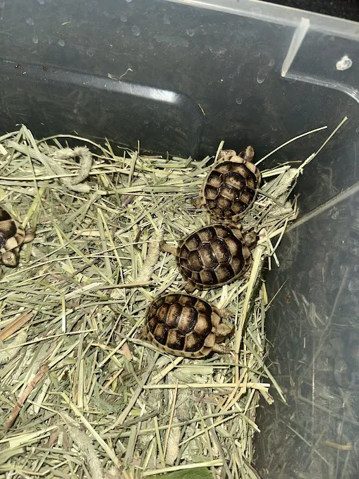 TortoiseSupply.com Picture 1