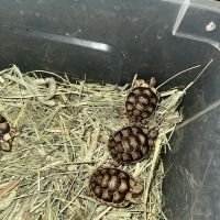 TortoiseSupply.com ico