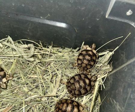 TortoiseSupply.com