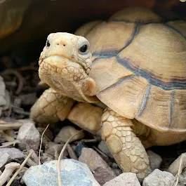 TortoiseSupply.com Picture 3