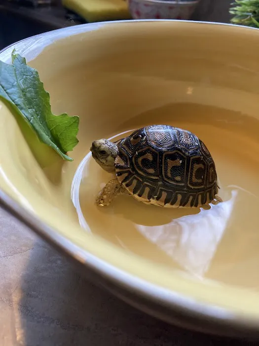 TortoiseSupply.com Picture 2