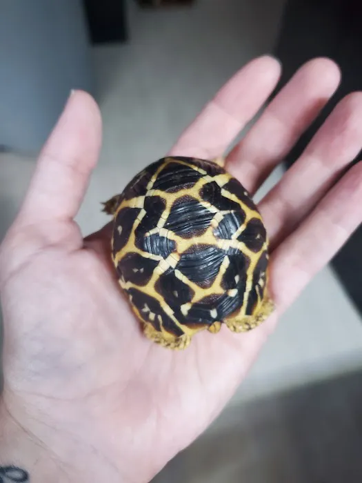 TortoiseSupply.com Picture 4
