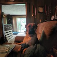 VCA Animal Hospital of East Hartford ico