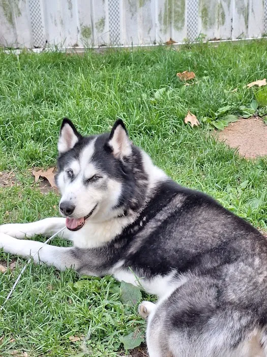 VCA Animal Hospital of East Hartford Picture 5